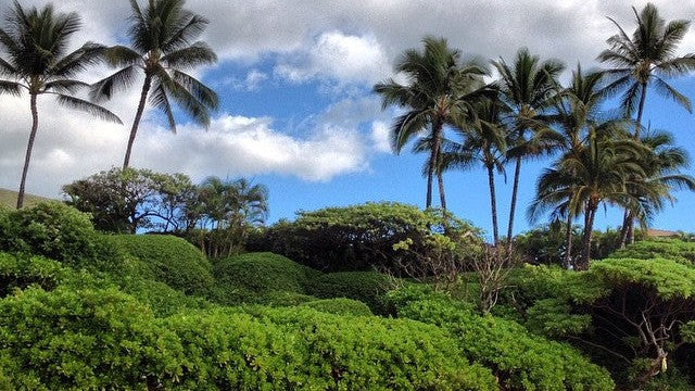 Travelling Aloha: Mahiya in Hawaii